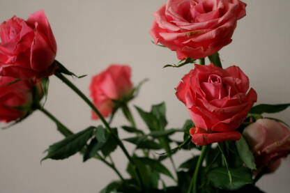 Buket rozih ruža u vazi