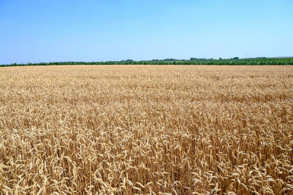 Žuto polje pšenice ljeti.