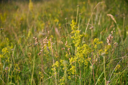 Žuta broćika (Galium verum) raste na livadi.