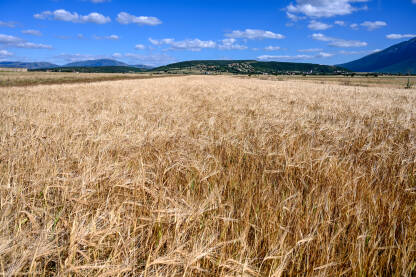 Livanjsko polje, Bosna i Hercegovina. Žitarice rastu u polju.
