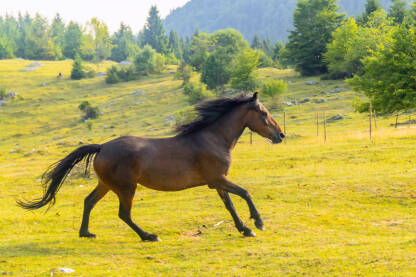 Bosanski brdski konj