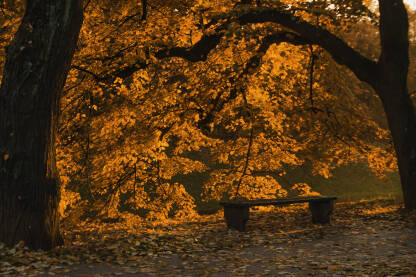 Mirna jesenja scena u parku, s toplim zlatnim tonovima lišća koje obavija staru drvenu klupu. Sunčeva svjetlost prolazi kroz krošnje, stvarajući atmosferu tišine, nostalgije i topline