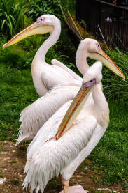 Pelikani iz zoološkog vrta