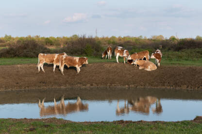 Krave pored pojilišta za stoku