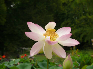 Cvijet lotosa u botaničkom vrtu !