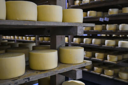 Kolutovi sira na policama