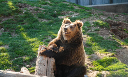 Medvjed u zatočeništvu. Mrki medvjed sa dugom zimskom dlakom.