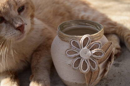 Musava i radoznala maca sjedi pored vaze.