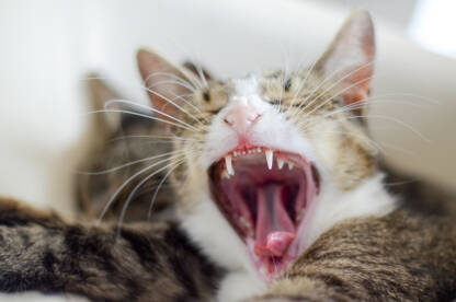 Mačka zijeva nakon sna. Usta i zubi domaće mačke. Kućni ljubimci.