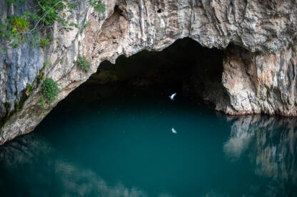Golub u letu na ulazu u pećinu na izvoru Bune