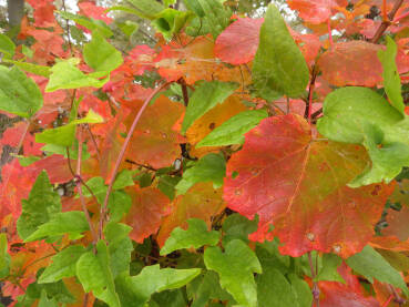 Jesensko lišće, crveno zeleno