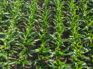 Polje kukuruza. Poljoprivreda. Kukuruz raste u redovima u polju.