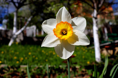 Cvijet Narcis, Cvijet u vrtu