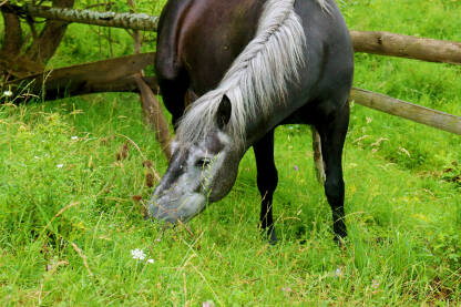 Konj pase na livadi, u prirodi