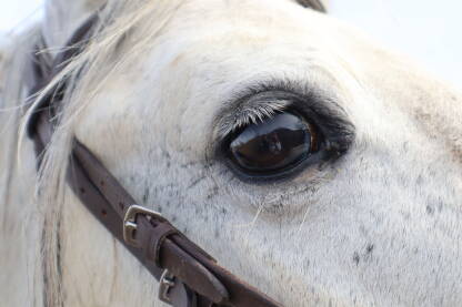 Fotografija konja na prvim proljetnim zracima.
Konjsko oko.