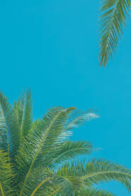 Prelijepe zelene grane palme i plavo nebo.