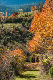 Fotografija jesenjeg kolorita na domak Sarajeva, rejon sela Dovlići - Trebević.