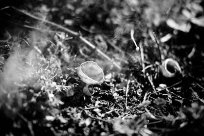 Crno bijela fotografija gljiva