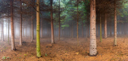 Panorma magle u mladoj jelovoj šumi.