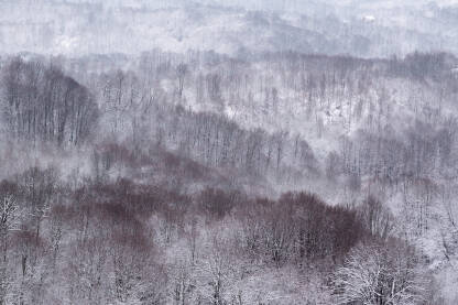 Zimski pejzaž, listopadna šuma zimi, kontrast između tamnih stabala i svijetlog sniježnog pokrivača