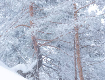 Stabla borova sa smrznutim granama u snijegu