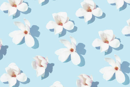 Proljetni uzorak s cvjetovima bijele magnolije na plavoj pozadini.