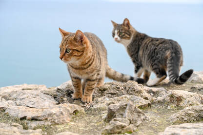 Mačke na zidu uz more. Ulične mačke.