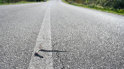 Zmija pregažena autom na ulici. Mrtva zmija na asfaltnom putu u blizini šume. Ubijena zmija.