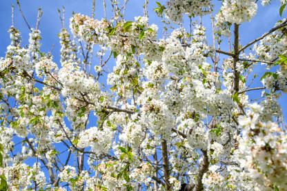 Bijeli cvjetovi višnje. Stablo višnje u cvatu u voćnjaku. Prunus cerasus. Krupni plan behara na drvetu u proljeće. Behar.