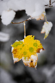 List javora žute i zelene boje izdvojen u prvom planu sa snijegom i zamućenom pozadinom. Jesen i zima, snijeg, šuma, šumski detalji.