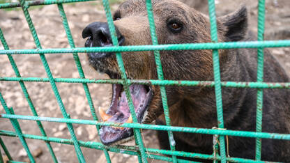 Smeđi medvjed iza rešetaka u zoološkom vrtu. Životinje u zatočeništvu.
