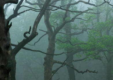 Stari suhi hratovi u nizu i zelene grane živih stabala u magli.