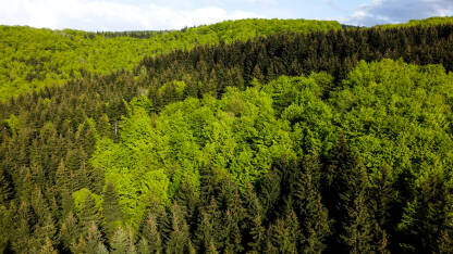 Zelena šuma na planini u rano proljeće, snimak dronom. Drveće raste u prirodi. Prekrasna listopadna i četinarska šuma.