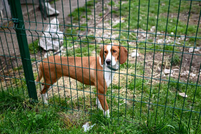 Napušteni pas u skloništu za životinje. Azil za pse.