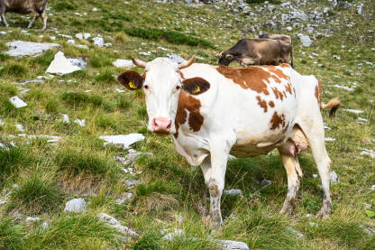 Krave na pašnjacima u planini. Krdo krava koje pasu travu. Grupa domaćih krava na livadi jedu zelenu travu.