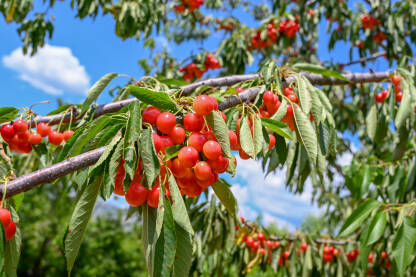 Zrelih crvene trešnje rastu na stablu u voćnjaku. Organske trešnje na drvetu prije berbe, izbliza. Voće.