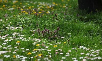 Polje trave sa cvetovima bele, roze, zute boje u parku