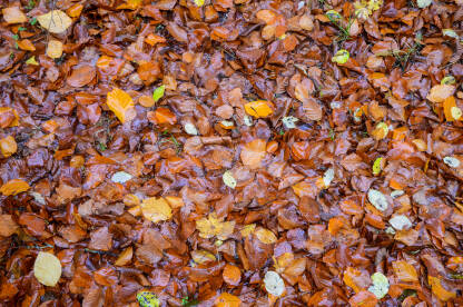 Boje jeseni. Otpalo suho lišće u šumi u jesen. Mokro lišće na šumskom tlu.