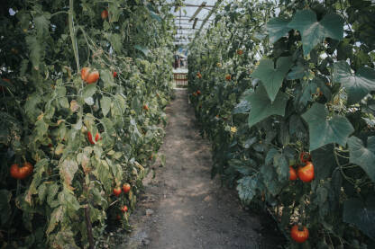 Uzgoj paradajza