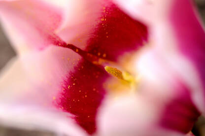 Makro tulipan crveno roze boje