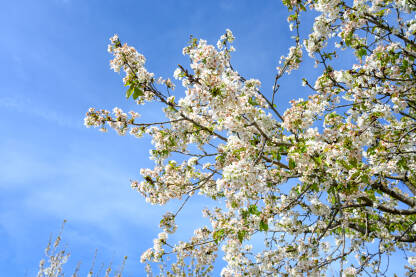 Bijeli cvjetovi višnje. Stablo višnje u cvatu u voćnjaku. Prunus cerasus. Krupni plan behara na drvetu u proljeće. Behar.