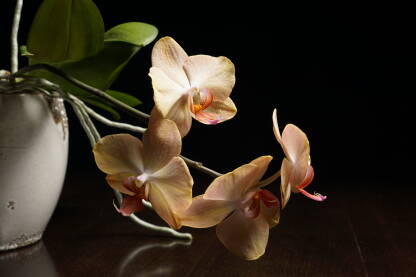 Orhideja u saksiji na  tamnoj podlozi