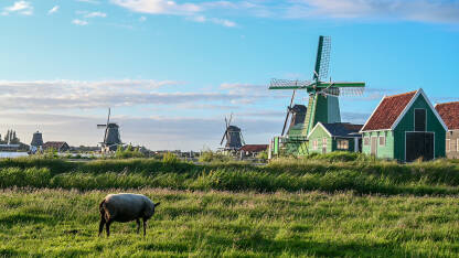 Tradicionalna farma i vjetrenjače u Nizozemskoj. Ovce na ispaši na livadi. Seljačka kuća na selu.