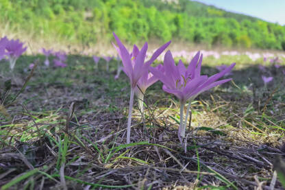 Ljubičasti šafrani cvjetaju u polju. Prekrasni ljubičasti cvjetovi šafrana u punom cvatu.