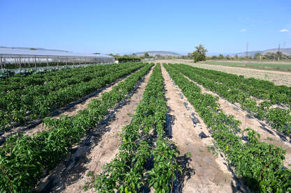 Paprike rastu u redovima na njivi. Zelene i crvene paprika. Organsko i svježe povrće raste na navodnjavanom polju. Proizvodnja hrane. Poljoprivreda.