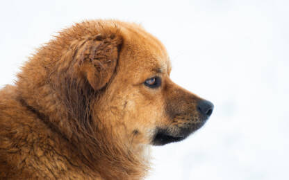 Portret psa na snijegu
