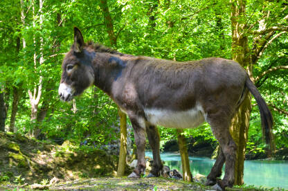 Magarac. Sivi domaći magarac u šumi.