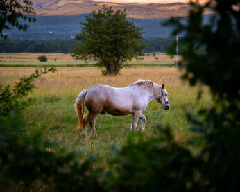Bijeli konj na travnjaku kod Krnjeuše