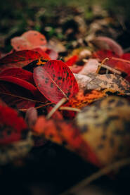 Jesen, šareno, crveno suvo lišće, boje jeseni
