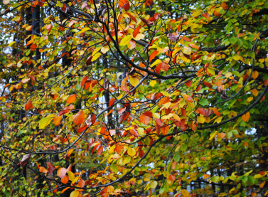 Lišće u bojama jeseni.